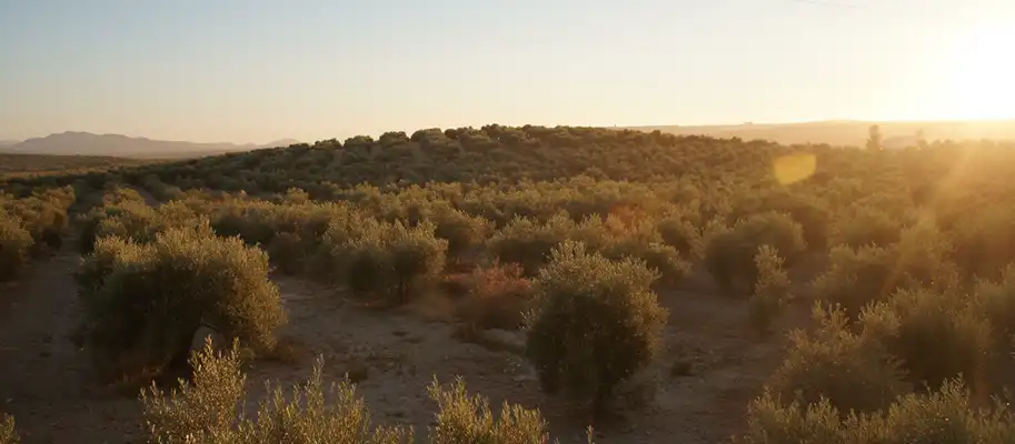 <p>Nuestra ruta comienza atravesando el corazón de Andalucía.</p>
					<p>El trayecto nos ofrece una panorámica cambiante donde las formaciones montañosas dan paso a infinitos campos de olivares, la esencia del paisaje cordobés, y las regiones vinícolas que producen los famosos caldos de la zona.</p>