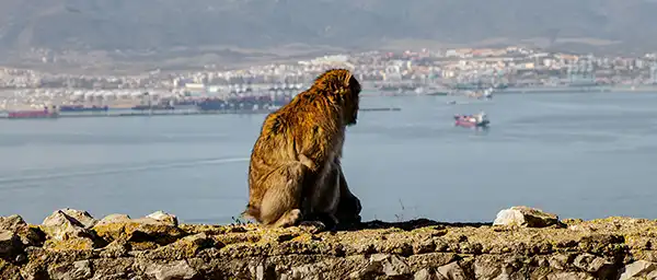 Apes’ Den y regreso a la ciudad