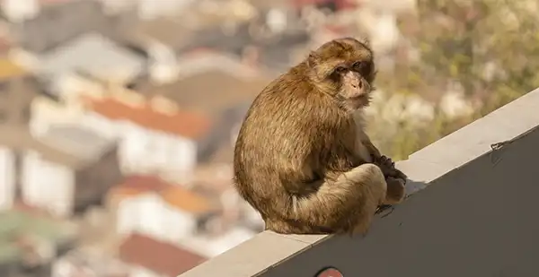 Gibraltar